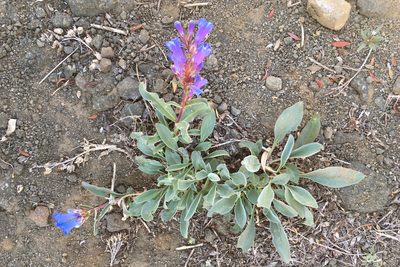 Penstemon speciosus, photographed by Ryan Elliott