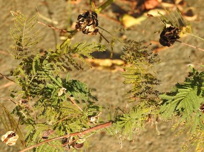 Desmanthus illinoensis, photographed by saltyhiker
