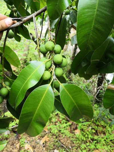 Calophyllum brasiliense, photographed by Ana Nuño