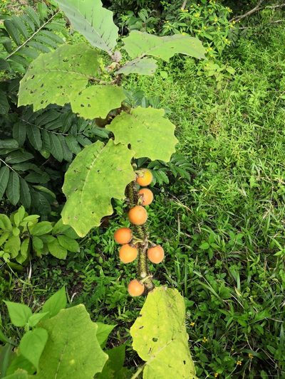 Solanum candidum, photographed by Ana Nuño