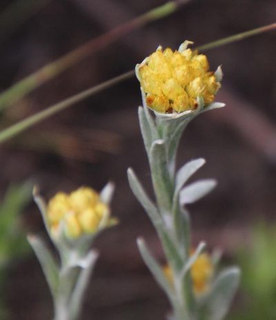 Helichrysum cephaloideum, photographed by Tony Rebelo