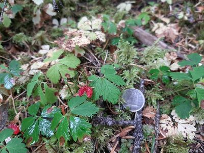 Rubus pedatus, photographed by tonyblake
