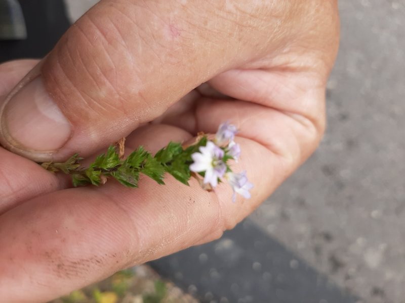 Euphrasia nemorosa, photographed by tonyblake