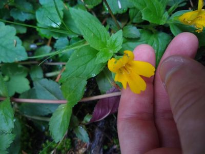 Erythranthe dentata, photographed by Sean Haight