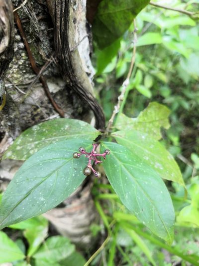 Palicourea pubescens, photographed by Ana Nuño