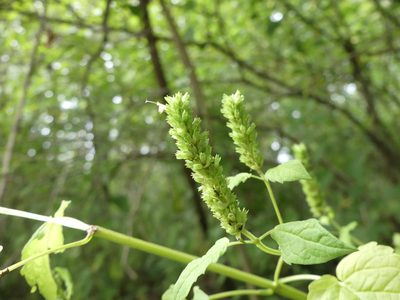 Agastache nepetoides, photographed by botanygirl