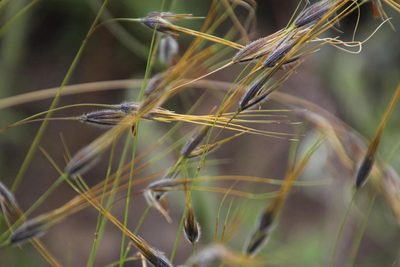 Tristachya leucothrix, photographed by Tony Rebelo