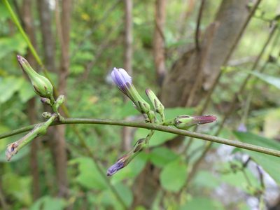 Lactuca floridana, photographed by botanygirl