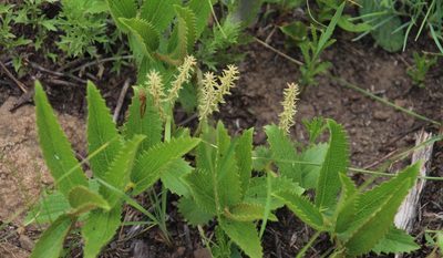 Acalypha punctata, photographed by Tony Rebelo