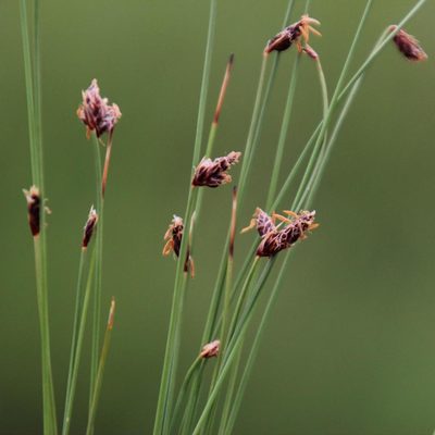 Bulbostylis oritrephes, photographed by Tony Rebelo