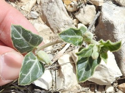 Acleisanthes crassifolia, photographed by Sam Kieschnick