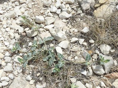 Acleisanthes crassifolia, photographed by Sam Kieschnick