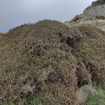 Sophora prostrata, photographed by Jenny Saito
