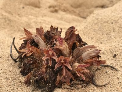 Orobanche californica, photographed by Kristen Nelson