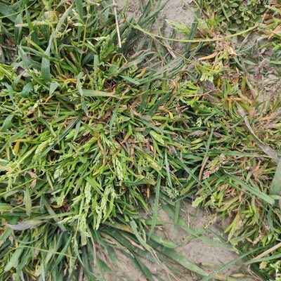 Poa infirma, photographed by Jenny Saito