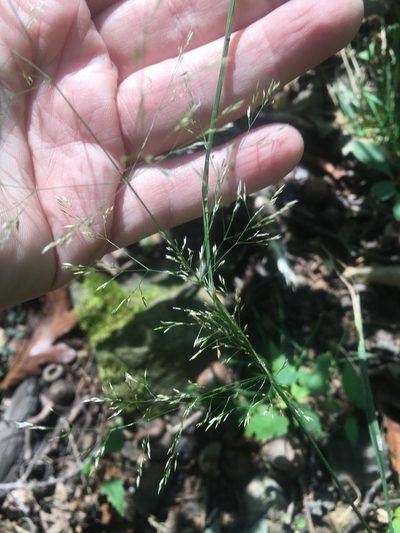 Agrostis perennans, photographed by Bonnie Isaac