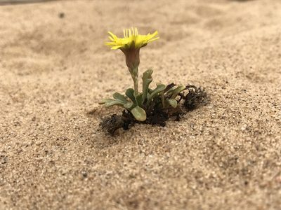 Malacothrix incana, photographed by Kristen Nelson
