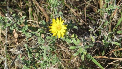 Chrysopsis villosa, photographed by Marilynn Miller
