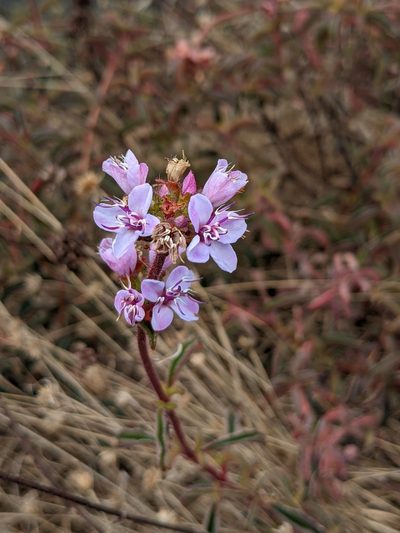 Ernestia confertiflora, photographed by Denis Bastianelli