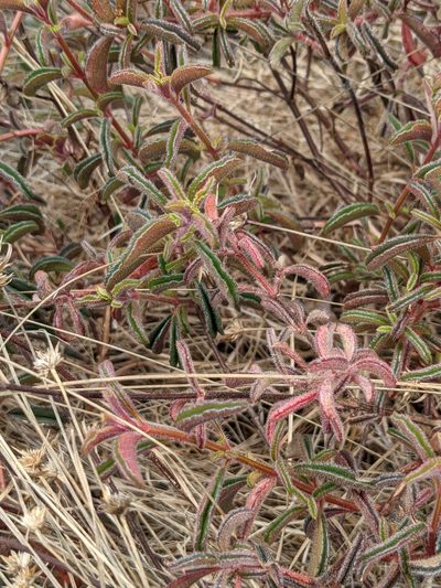 Ernestia confertiflora, photographed by Denis Bastianelli