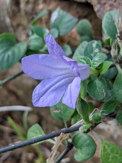 Ruellia prostrata, photographed by Denis Bastianelli