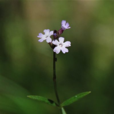 Verbena montevidensis, photographed by Gustavo Puente