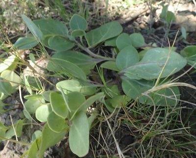 Senecio ruwenzoriensis, photographed by Nicola van Berkel