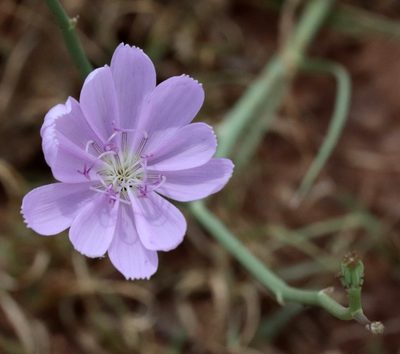 Lygodesmia texana