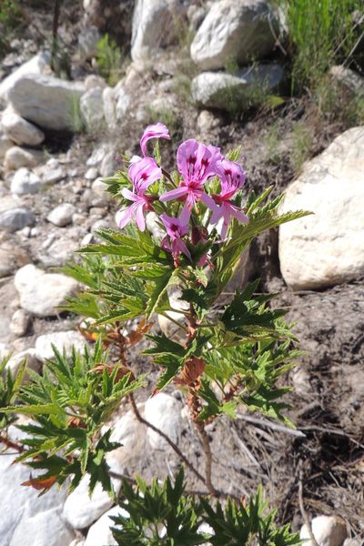 Pelargonium citronellum, photographed by jillblignaut