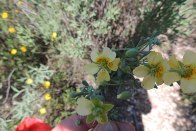 Roepera pygmaea, photographed by jillblignaut