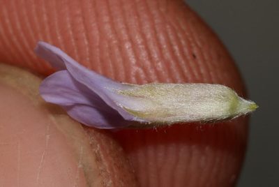 Amphithalea axillaris, photographed by Brian du Preez
