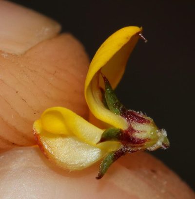Aspalathus cordicarpa, photographed by Brian du Preez