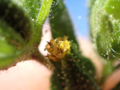 Madia glomerata, photographed by Randal