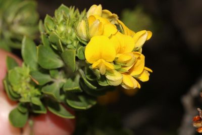 Aspalathus securifolia, photographed by Brian du Preez