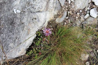 Erepsia pentagona, photographed by Brian du Preez