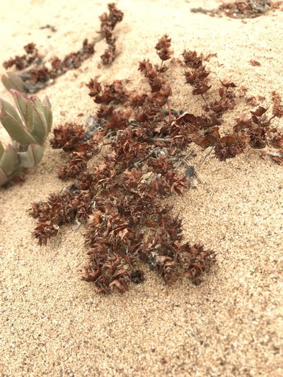 Mucronea californica, photographed by Kristen Nelson