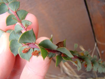 Acacia pravissima