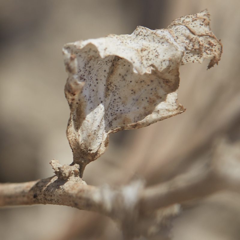 Atriplex rosea, photographed by Ken-ichi Ueda