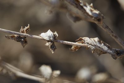 Atriplex rosea, photographed by Ken-ichi Ueda