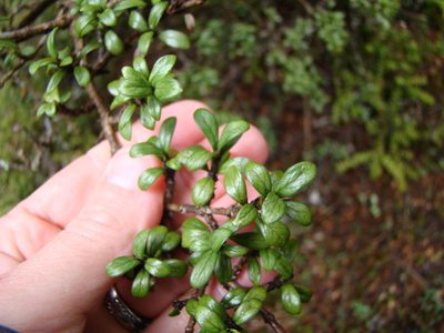 Coprosma pseudocuneata, photographed by Lisa Bennett
