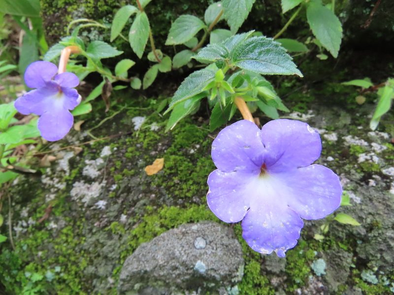 Achimenes longiflora, photographed by Francisco Emilio Roldán Velasco
