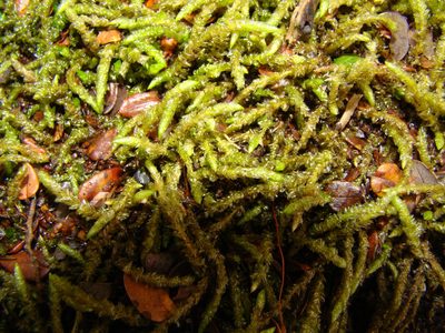 Acrocladium chlamydophyllum, photographed by Lisa Bennett