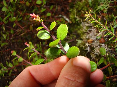 Gaultheria colensoi, photographed by Lisa Bennett