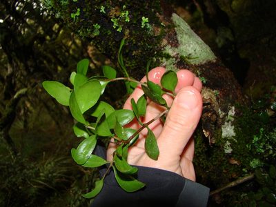 Peraxilla tetrapetala, photographed by Lisa Bennett