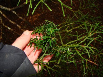 Halocarpus biformis, photographed by Lisa Bennett