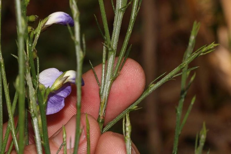 Psoralea pallescens, photographed by Brian du Preez