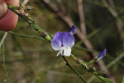 Psoralea pallescens, photographed by Brian du Preez