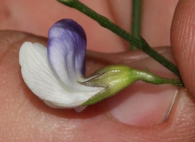 Psoralea pallescens, photographed by Brian du Preez