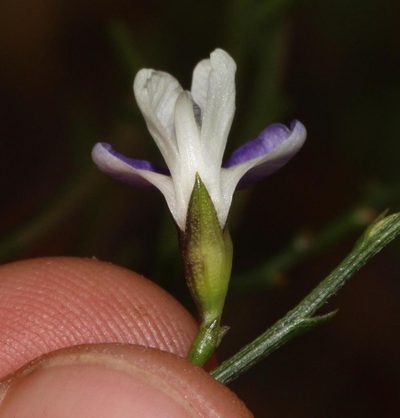 Psoralea pallescens, photographed by Brian du Preez