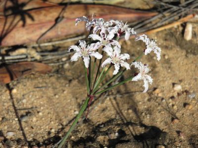 Hessea monticola, photographed by Tony Rebelo